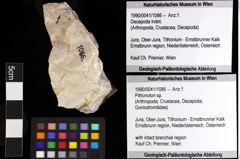 Foto (Objket + Etiketten) von Pithonoton sp. 